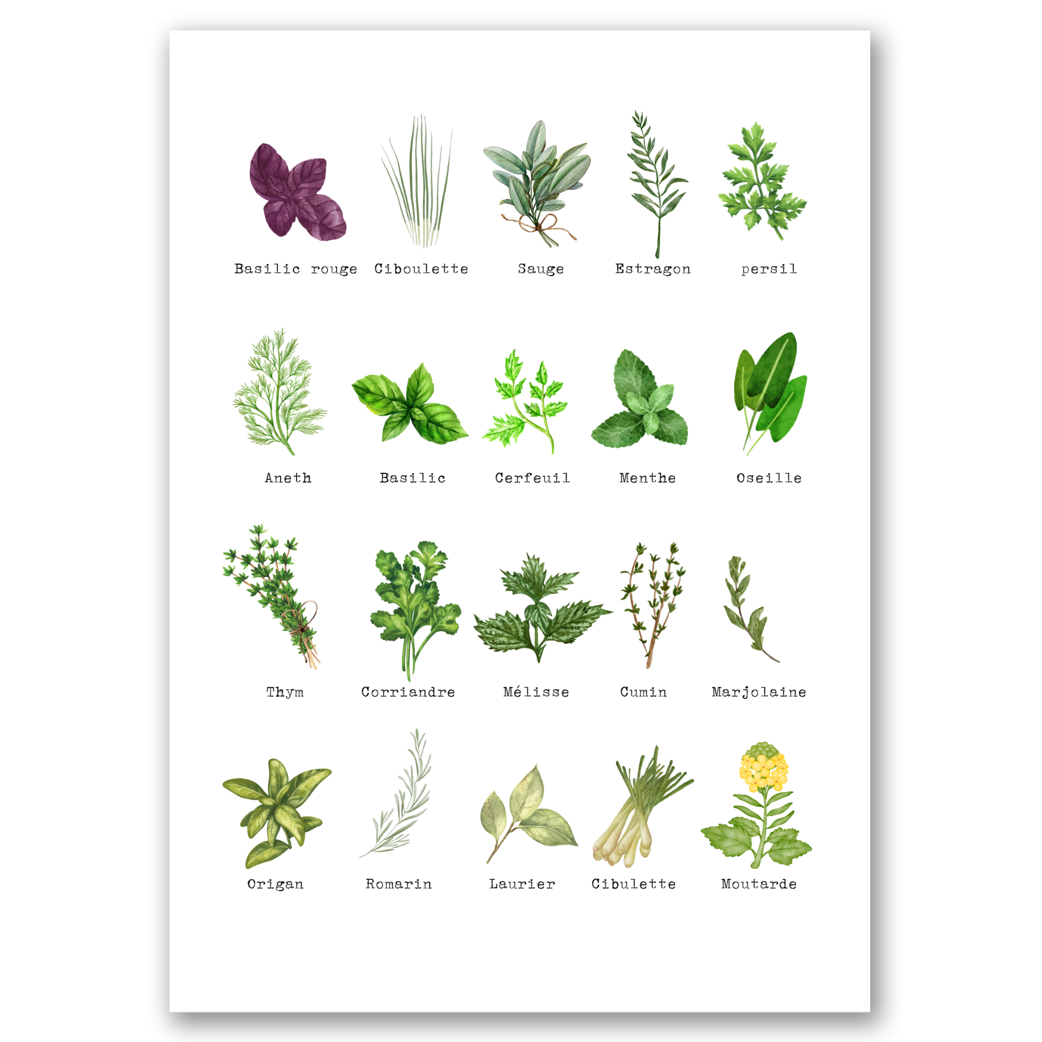 Aromatiques - 3 Affiches