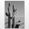 AFFICHE - CACTUS